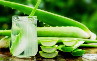 এলোভেরা দিয়ে ব্রণ দূর করার উপায় (রূপচর্চায় সবচেয়ে নিরাপদ প্রাকৃতিক উপায়) 5 এলোভেরা দিয়ে ব্রণ দূর করার উপায়