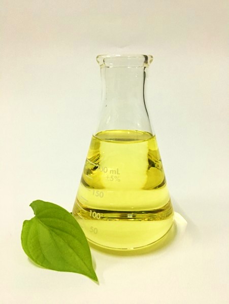 Betel leaf oil