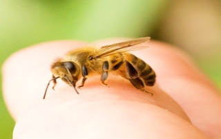 পোকামাকড় কামড়ের ঘরোয়া চিকিৎসা 5 পোকামাকড় কামড়ের ঘরোয়া চিকিৎসা