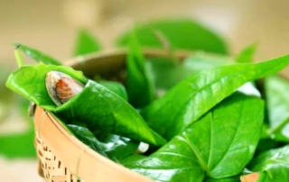 পানপাতার ঔষধি এবং অন্যান্য উপকারিতা 20 পানপাতার ঔষধি এবং অন্যান্য উপকারিতা