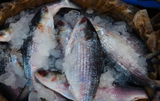 Hilsa Fish: nutrition and health benefits