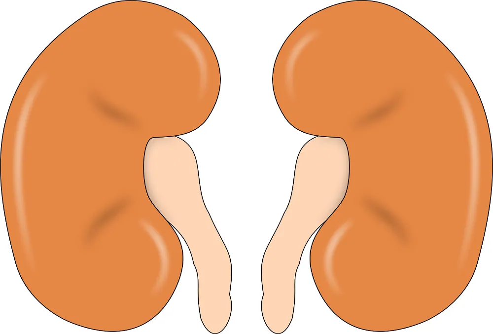 Kidney Cysts Home Remedies